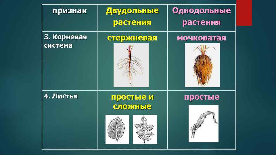 У двудольных растений мочковатая корневая система