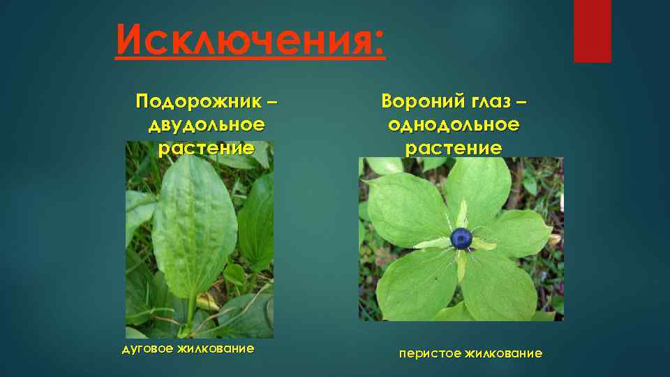 Какое жилкование у однодольных. Вороний глаз жилкование. Вороний глаз и подорожник. Вороний глаз строение растения.