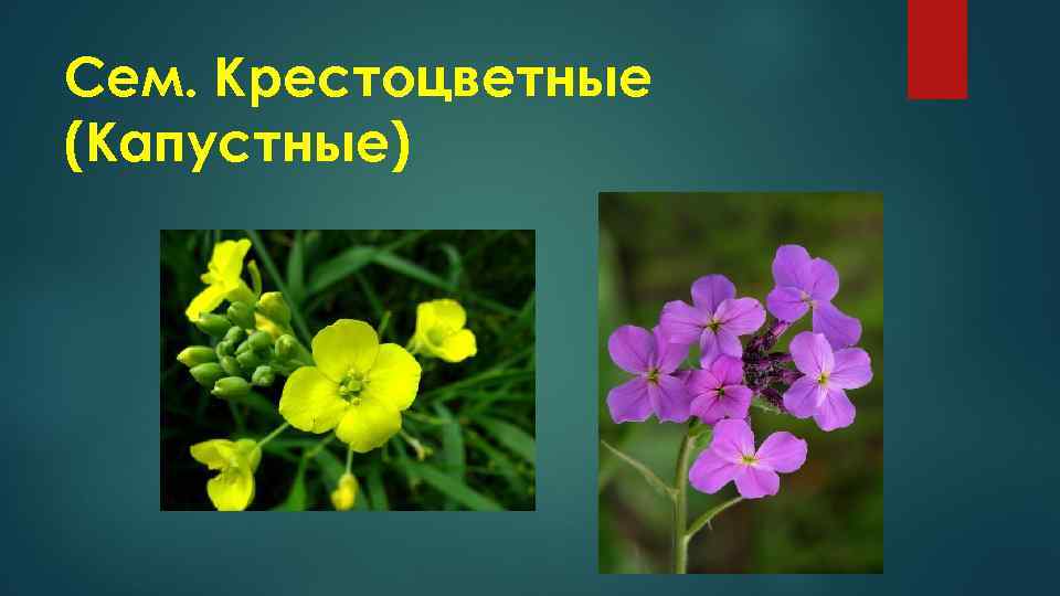 Сем. Крестоцветные (Капустные) 