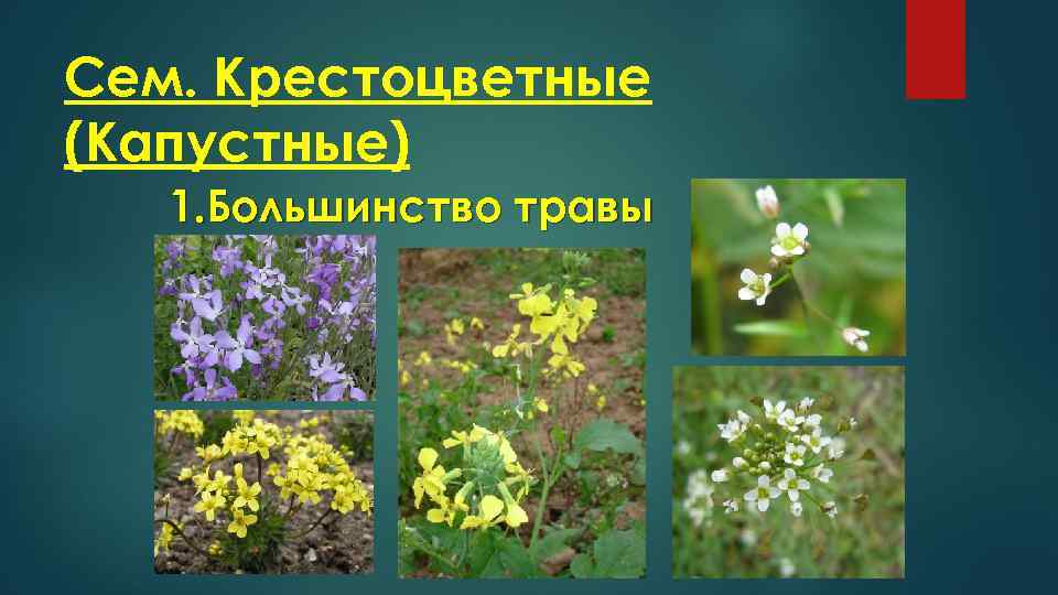 Крестоцветные растения фото с названиями