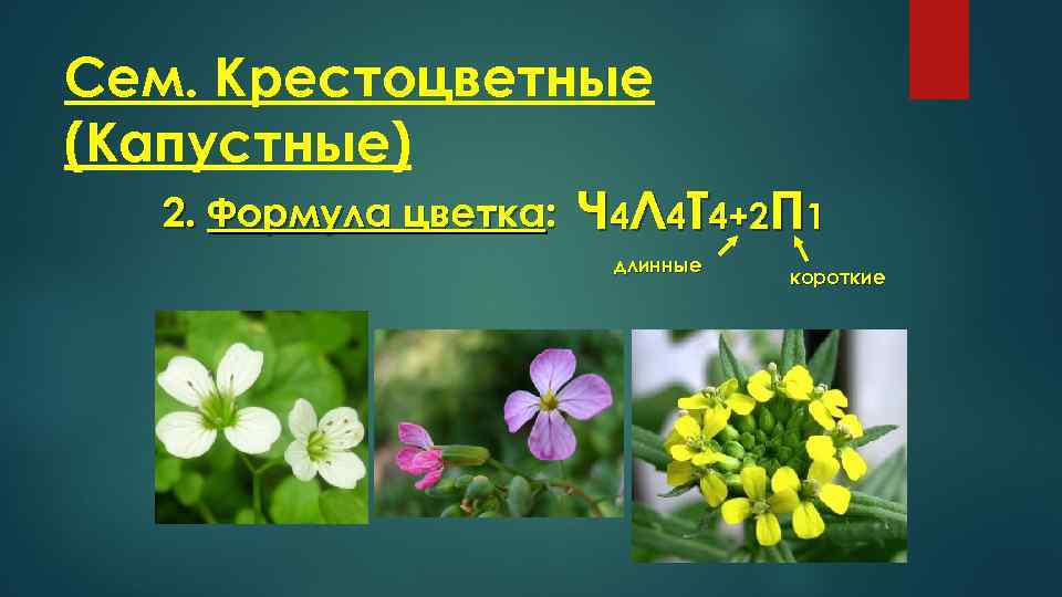 Сем. Крестоцветные (Капустные) 2. Формула цветка: Ч 4 Л 4 Т 4+2 П 1