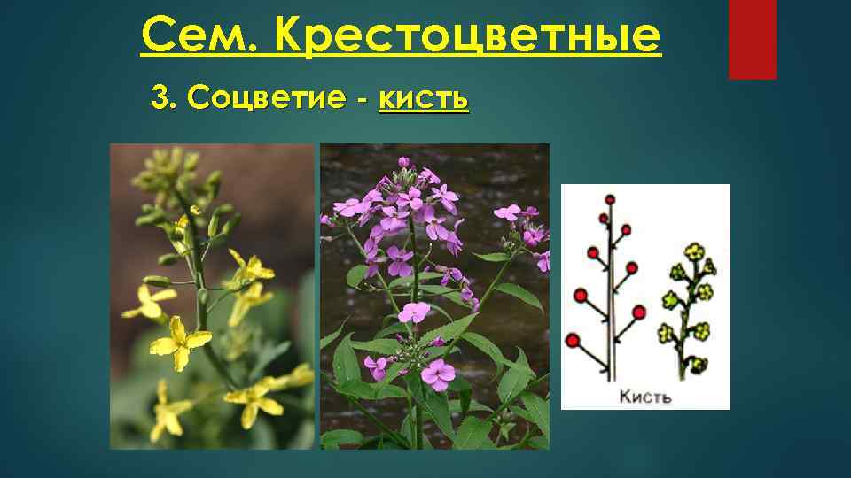 Сем. Крестоцветные 3. Соцветие - кисть 