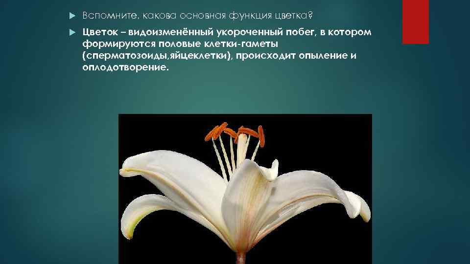  Вспомните, какова основная функция цветка? Цветок – видоизменённый укороченный побег, в котором формируются