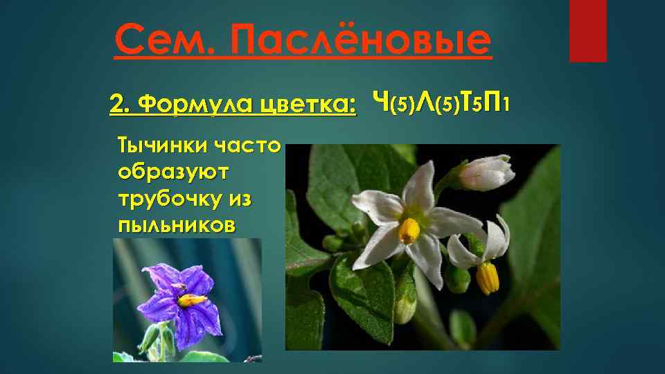 Сем. Паслёновые 2. Формула цветка: Ч(5)Л(5)Т 5 П 1 Тычинки часто образуют трубочку из