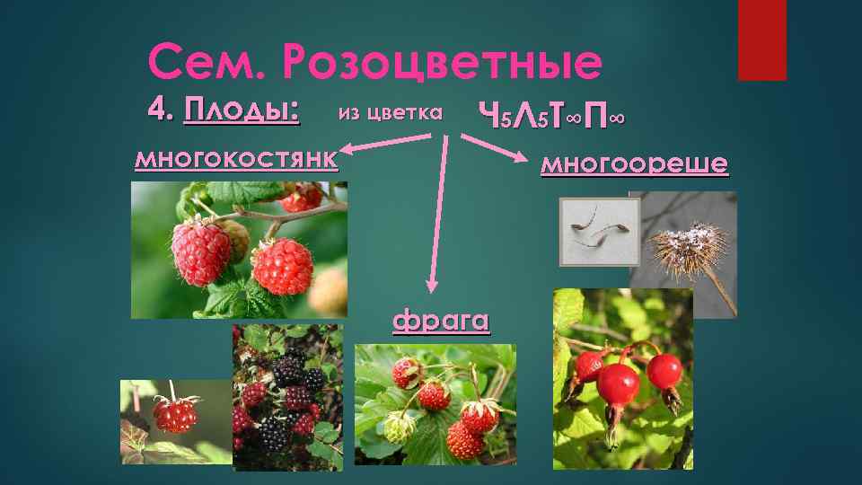 Сем. Розоцветные 4. Плоды: из цветка Ч 5 Л 5 Т ∞ П ∞