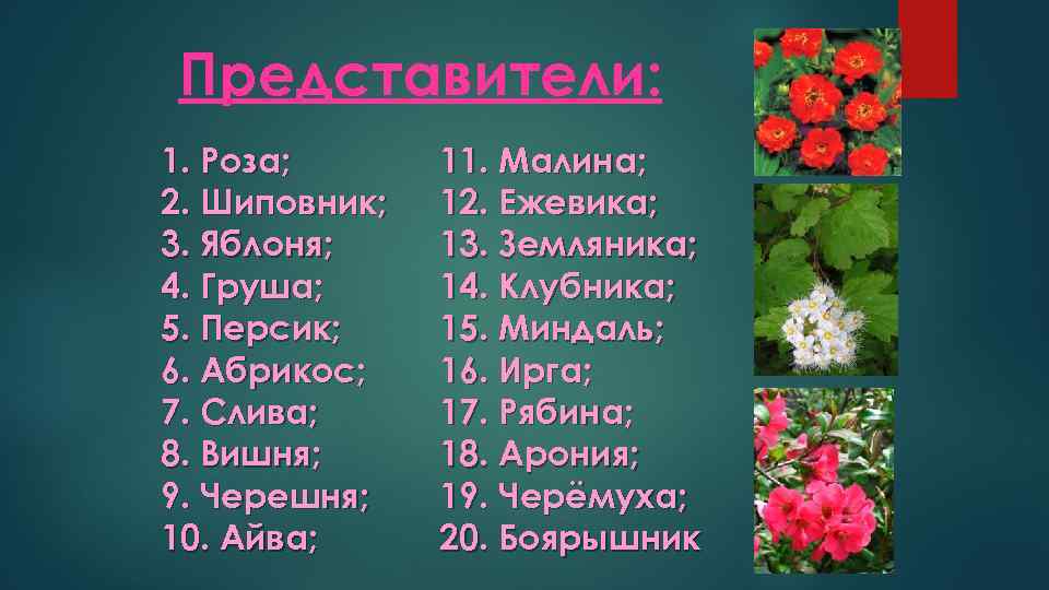 Представители: 1. Роза; 2. Шиповник; 3. Яблоня; 4. Груша; 5. Персик; 6. Абрикос; 7.