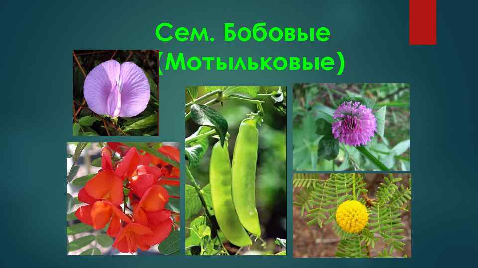 Сем. Бобовые (Мотыльковые) 