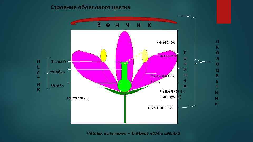 Схема обоеполого цветка