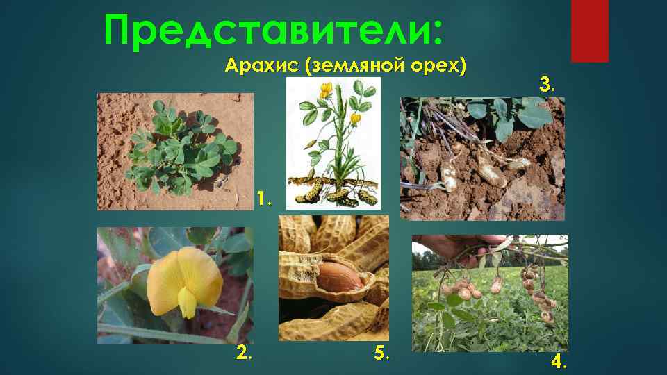 Представители: Арахис (земляной орех) 3. 1. 2. 5. 4. 