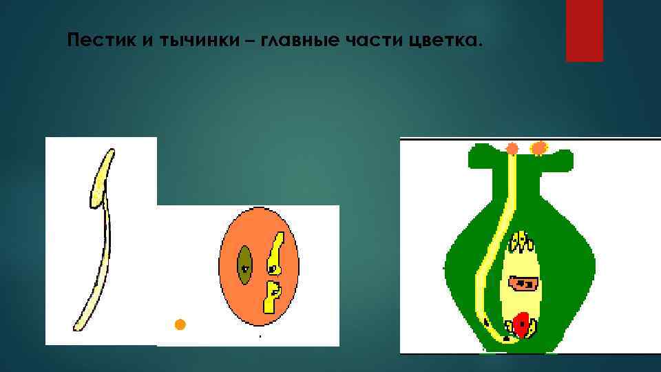 Пестик и тычинки – главные части цветка. 