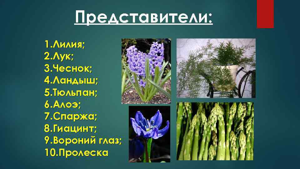 Представители: 1. Лилия; 2. Лук; 3. Чеснок; 4. Ландыш; 5. Тюльпан; 6. Алоэ; 7.