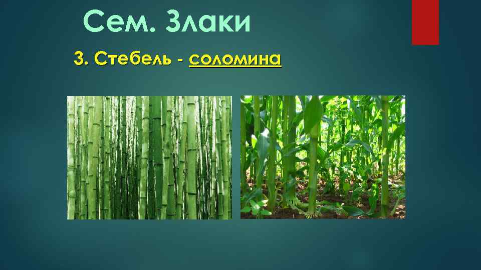 Сем. Злаки 3. Стебель - соломина 