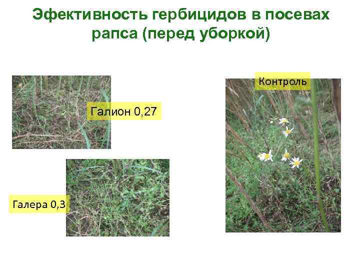 Эфективность гербицидов в посевах рапса (перед уборкой) Контроль Галион 0, 27 Галера 0, 3
