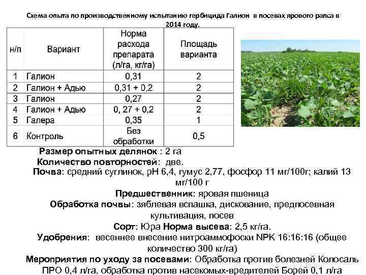 Схема опыта по производственному испытанию гербицида Галион в посевах ярового рапса в 2014 году.