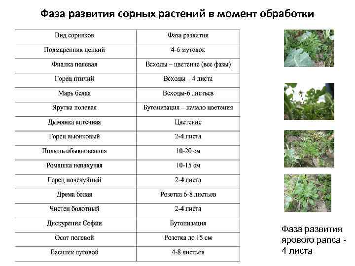 Фаза развития сорных растений в момент обработки Фаза развития ярового рапса 4 листа 