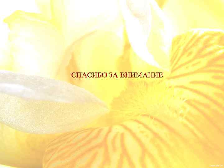 СПАСИБО ЗА ВНИМАНИЕ 