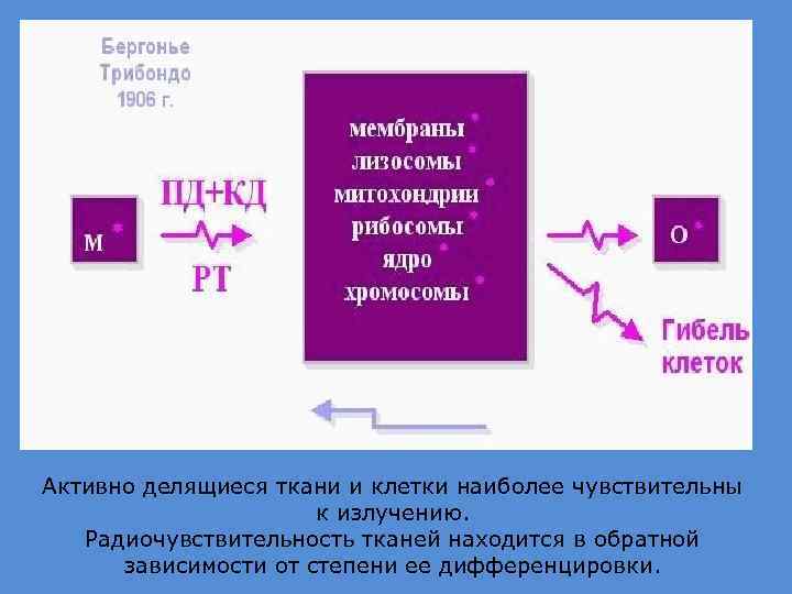 Активно делящиеся ткани и клетки наиболее чувствительны к излучению. Радиочувствительность тканей находится в обратной