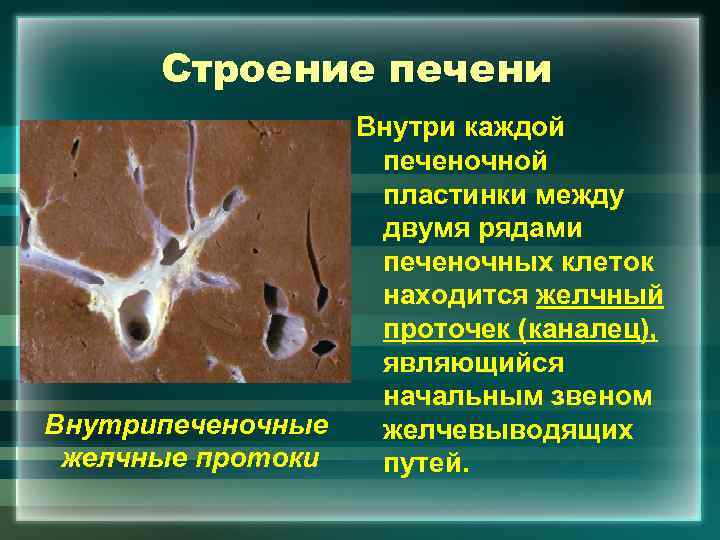 Строение печени Внутри каждой печеночной пластинки между двумя рядами печеночных клеток находится желчный проточек