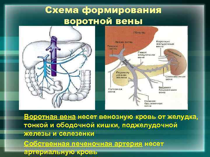 Схема формирования воротной вены Воротная вена несет венозную кровь от желудка, тонкой и ободочной