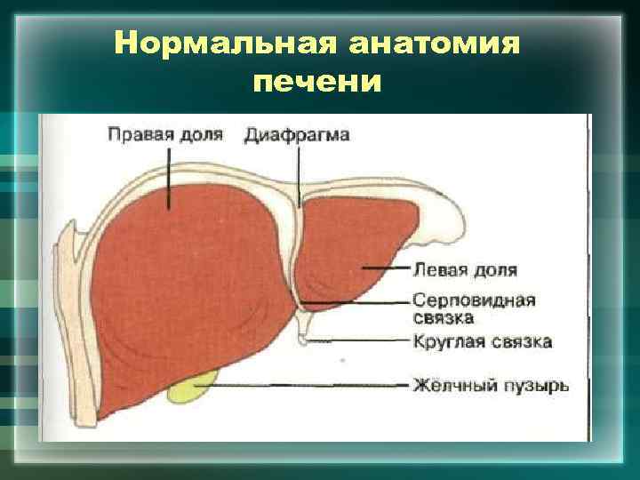 Нормальная анатомия печени 