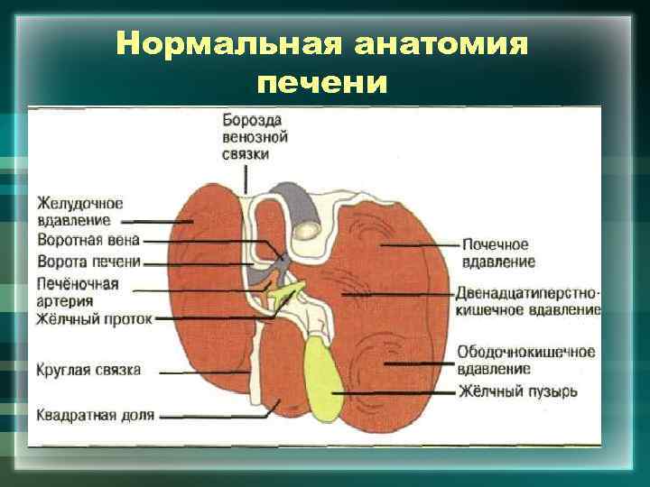 Нормальная анатомия печени 