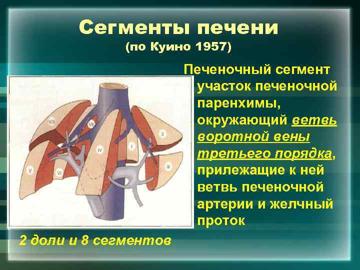 Сегменты печени (по Куино 1957) Печеночный сегмент участок печеночной паренхимы, окружающий ветвь воротной вены