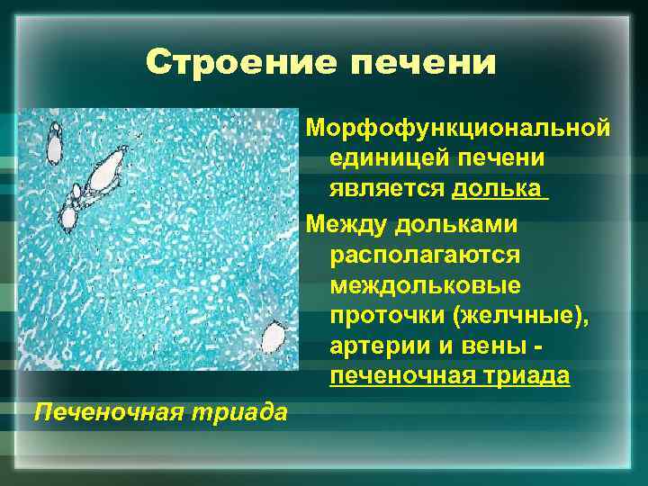 Строение печени Морфофункциональной единицей печени является долька Между дольками располагаются междольковые проточки (желчные), артерии