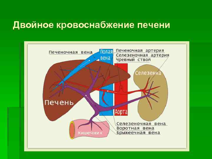 Двойное кровоснабжение печени 