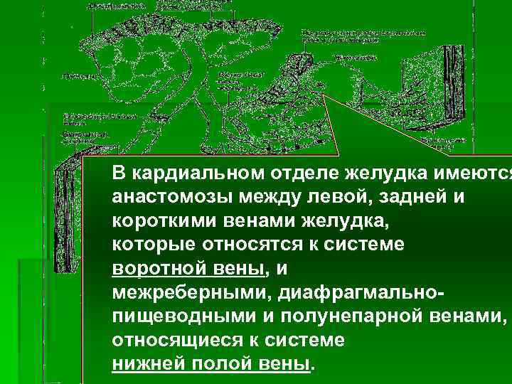 В кардиальном отделе желудка имеются анастомозы между левой, задней и короткими венами желудка, которые