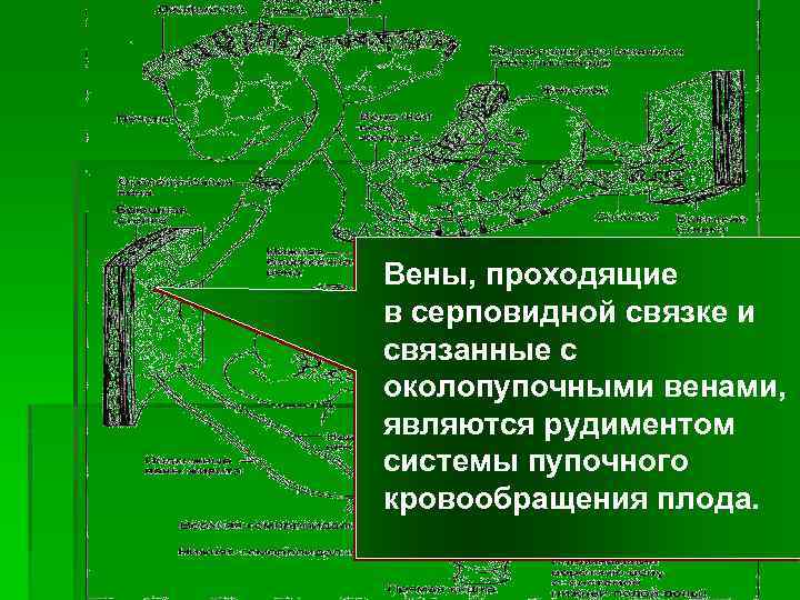 Вены, проходящие в серповидной связке и связанные с околопупочными венами, являются рудиментом системы пупочного