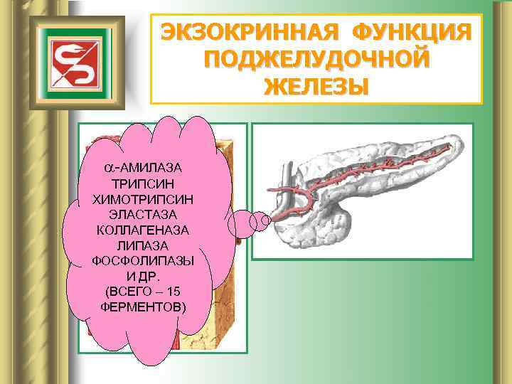 ЭКЗОКРИННАЯ ФУНКЦИЯ ПОДЖЕЛУДОЧНОЙ ЖЕЛЕЗЫ -АМИЛАЗА ТРИПСИН ХИМОТРИПСИН ЭЛАСТАЗА КОЛЛАГЕНАЗА ЛИПАЗА ФОСФОЛИПАЗЫ И ДР. (ВСЕГО