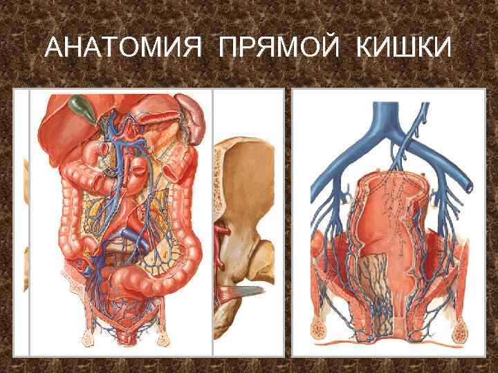 АНАТОМИЯ ПРЯМОЙ КИШКИ 