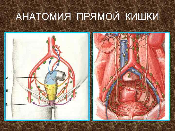 АНАТОМИЯ ПРЯМОЙ КИШКИ 