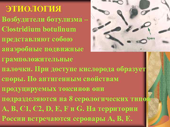 ЭТИОЛОГИЯ Возбудители ботулизма – Clostridium botulinum представляют собою анаэробные подвижные грамположительные палочки. При доступе