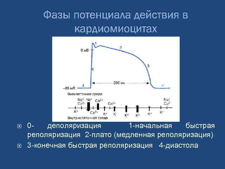 Фазы потенциала действия