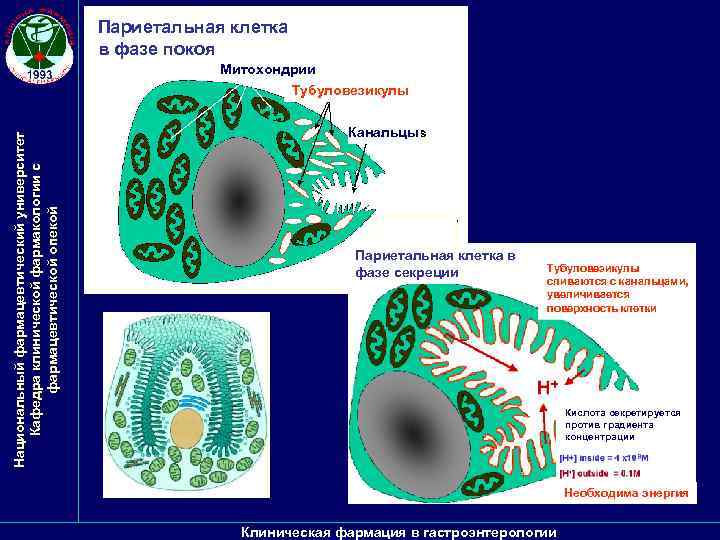 Париетальная клетка в фазе покоя Митохондрии Национальный фармацевтический университет Кафедра клинической фармакологии с фармацевтической