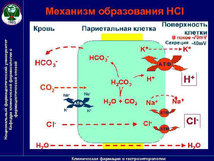 Национальный фармацевтический университет Кафедра клинической фармакологии с фармацевтической опекой Механизм образования HCl СО 2