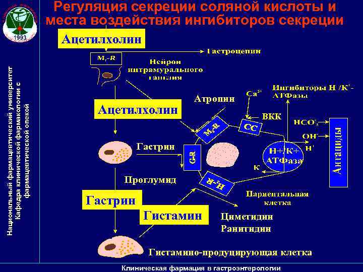 Регуляция секреции соляной кислоты и места воздействия ингибиторов секреции Национальный фармацевтический университет Кафедра клинической