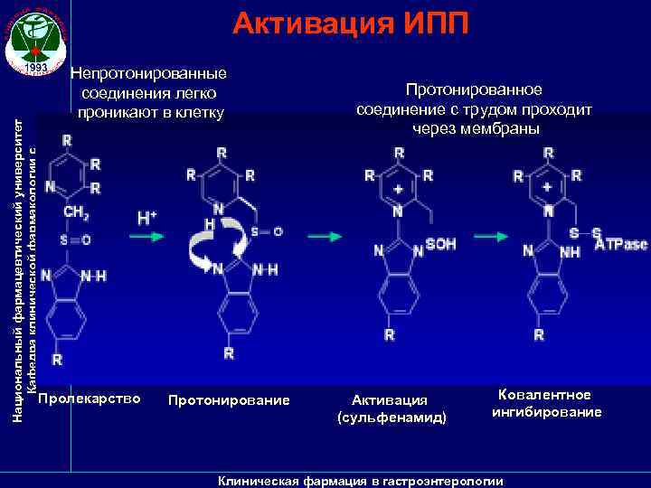 Национальный фармацевтический университет Кафедра клинической фармакологии с фармацевтической опекой Активация ИПП Непротонированные соединения легко