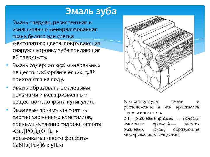  Эмаль зуба • Эмаль-твердая, резистентная к изнашиванию менирализованная ткань белого или слегка желтоватого