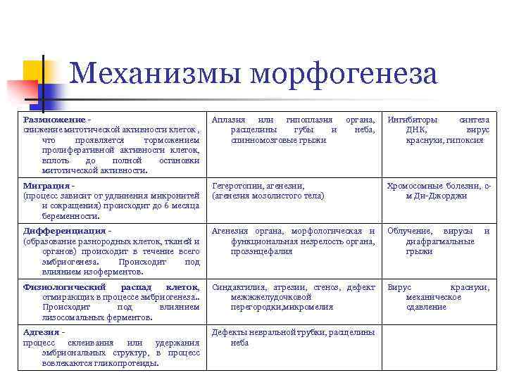 Механизмы морфогенеза Размножение снижение митотической активности клеток , что проявляется торможением пролиферативной активности клеток,