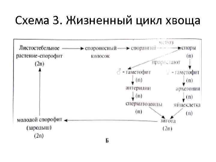 Схема 3. Жизненный цикл хвоща 