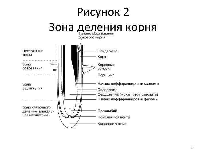 Рисунок 2 Зона деления корня 11 