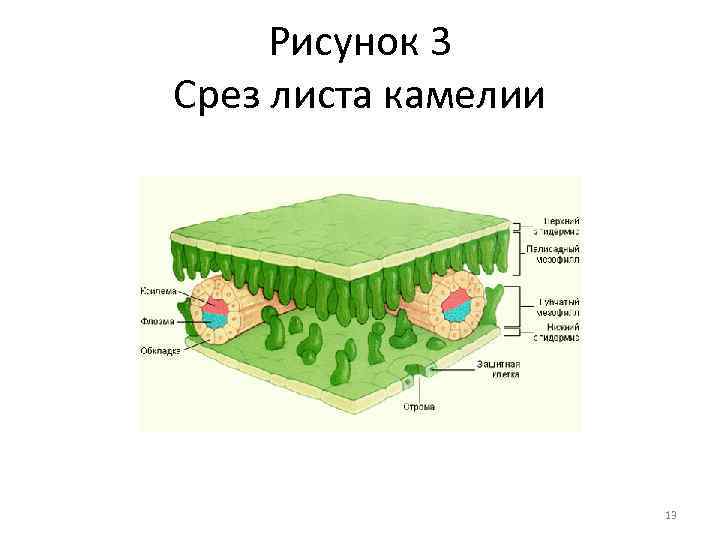 Рисунок 3 Срез листа камелии 13 