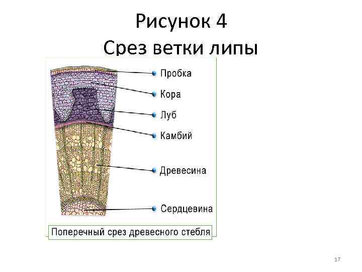 Рисунок 4 Срез ветки липы 17 