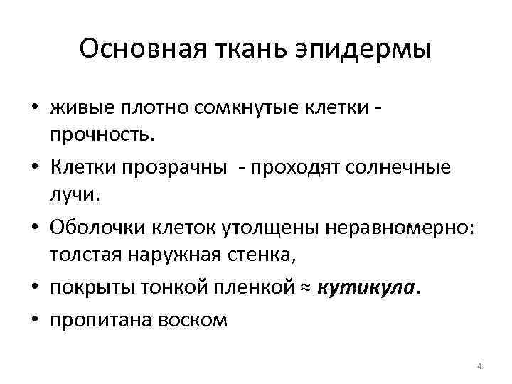 Основная ткань эпидермы • живые плотно сомкнутые клетки - прочность. • Клетки прозрачны -