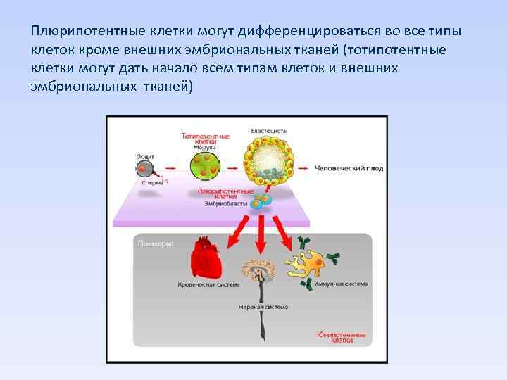 Плюрипотентные клетки могут дифференцироваться во все типы клеток кроме внешних эмбриональных тканей (тотипотентные клетки