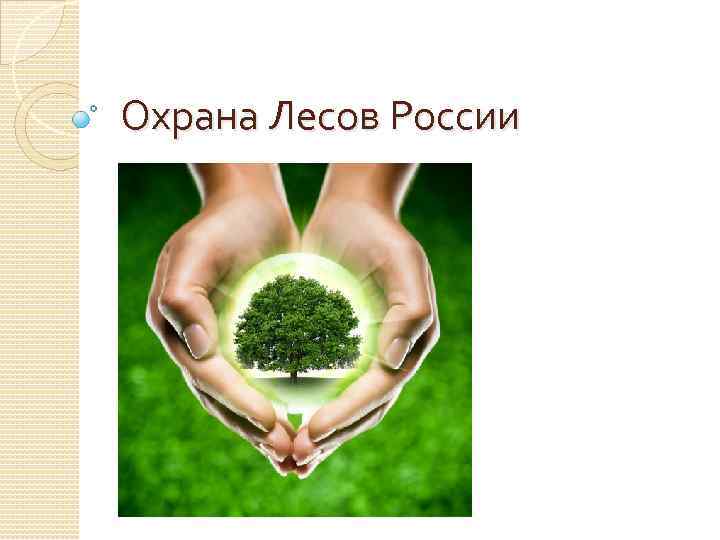 Охрана Лесов России 