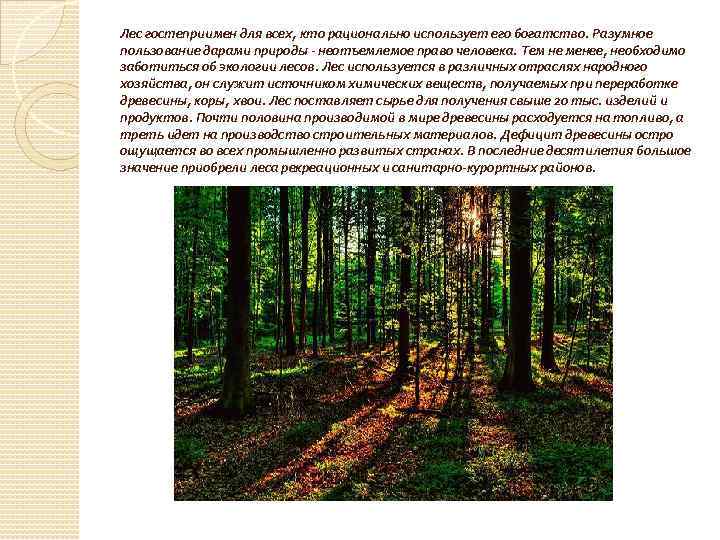 Лес гостеприимен для всех, кто рационально использует его богатство. Разумное пользование дарами природы -