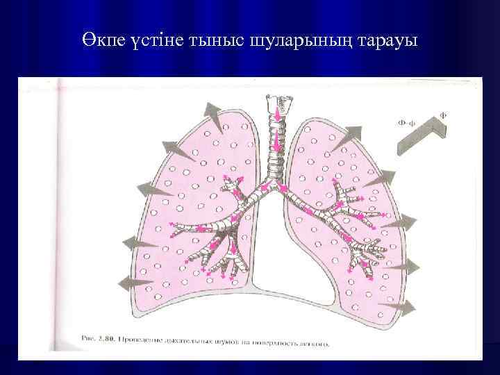 Өкпе үстіне тыныс шуларының тарауы 